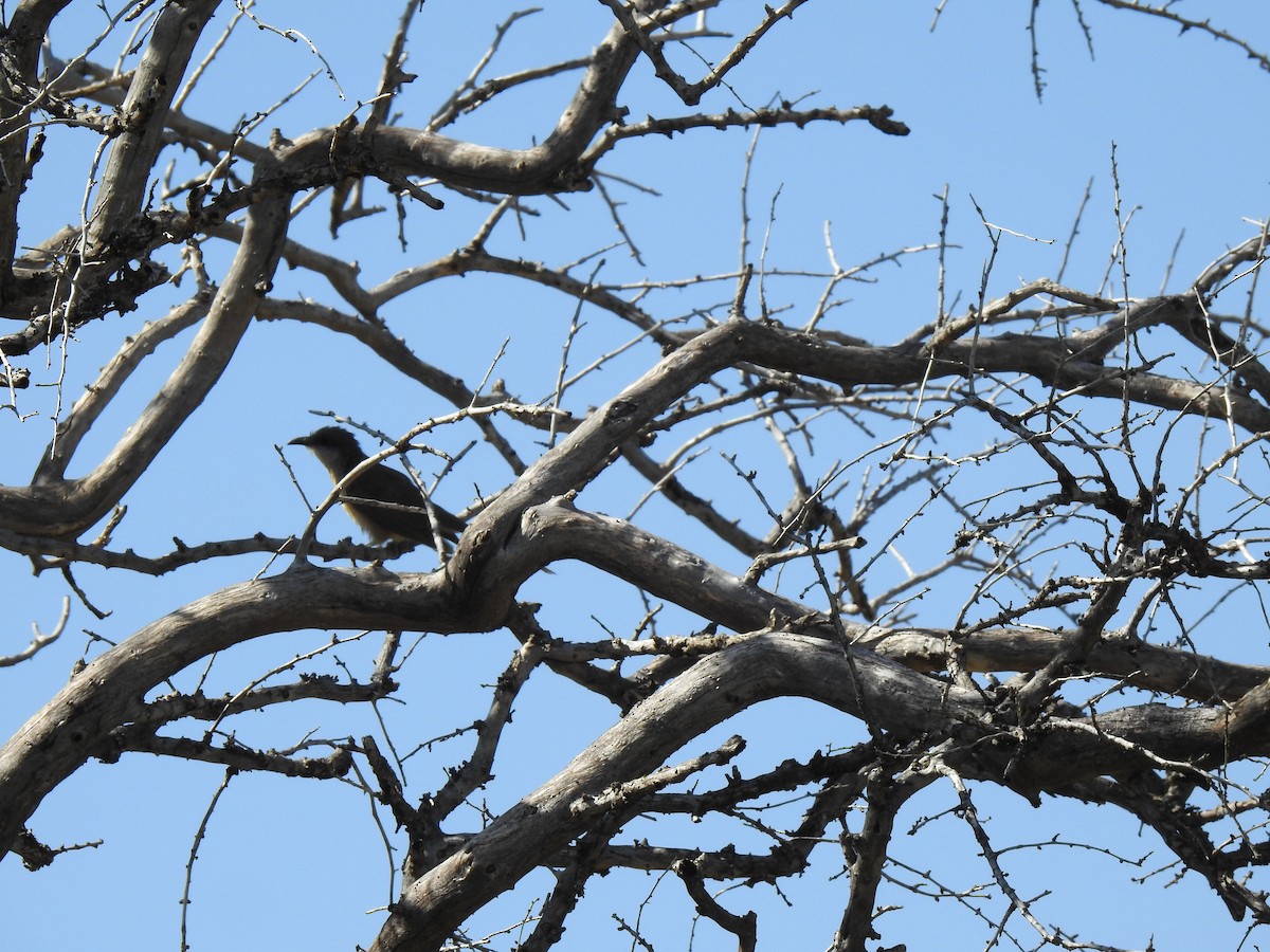 Dark-billed Cuckoo - ML431625741