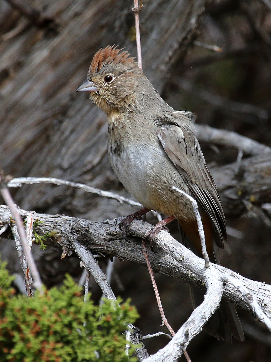 Canyon Towhee - Jonathan Dowell