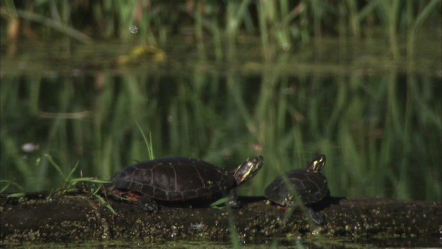 Turtles and Tortoises - ML431626