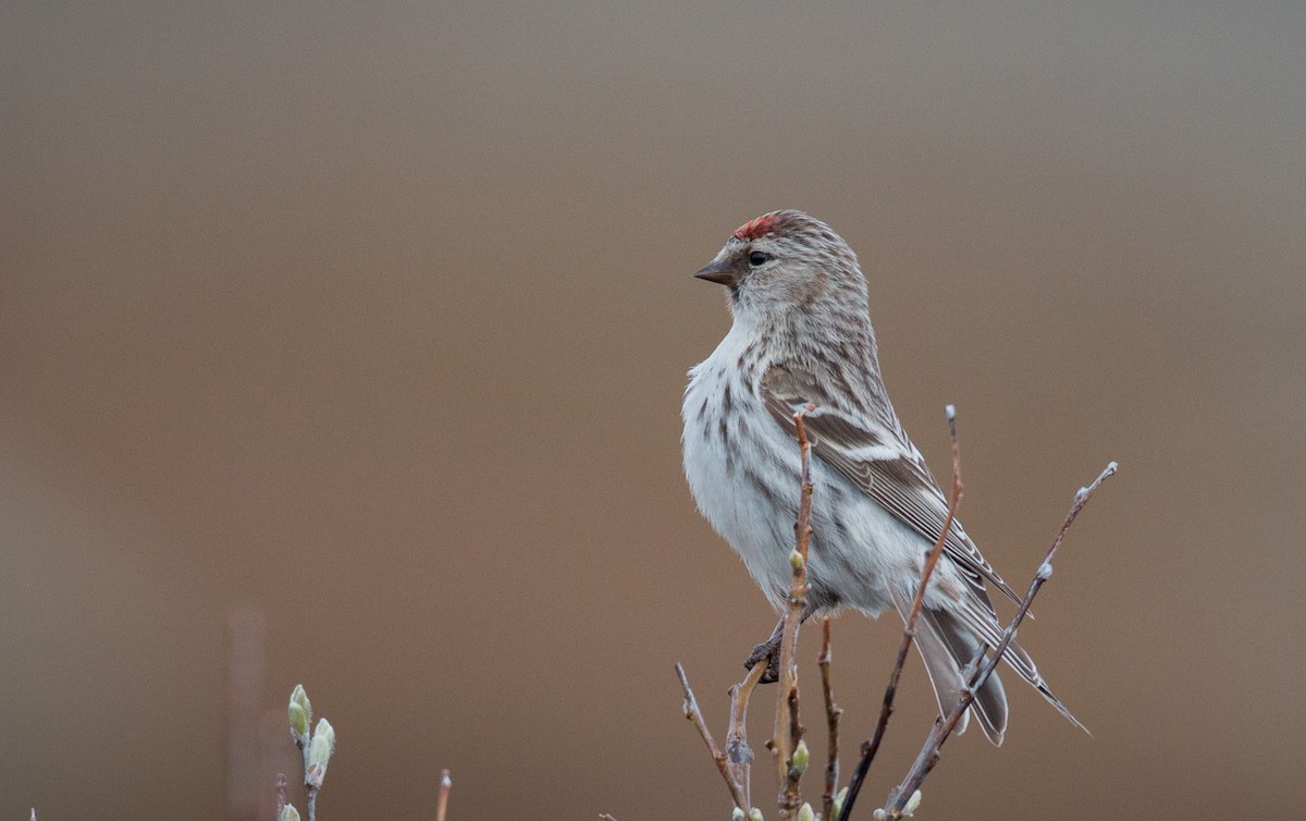 Hoary Redpoll (exilipes) - ML43162601