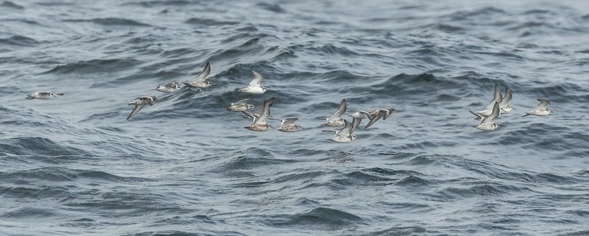 Red Phalarope - Joachim Bertrands