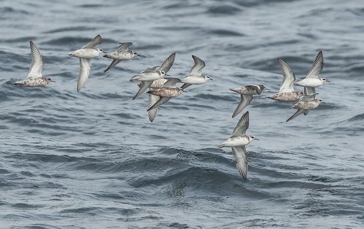 Red Phalarope - Joachim Bertrands