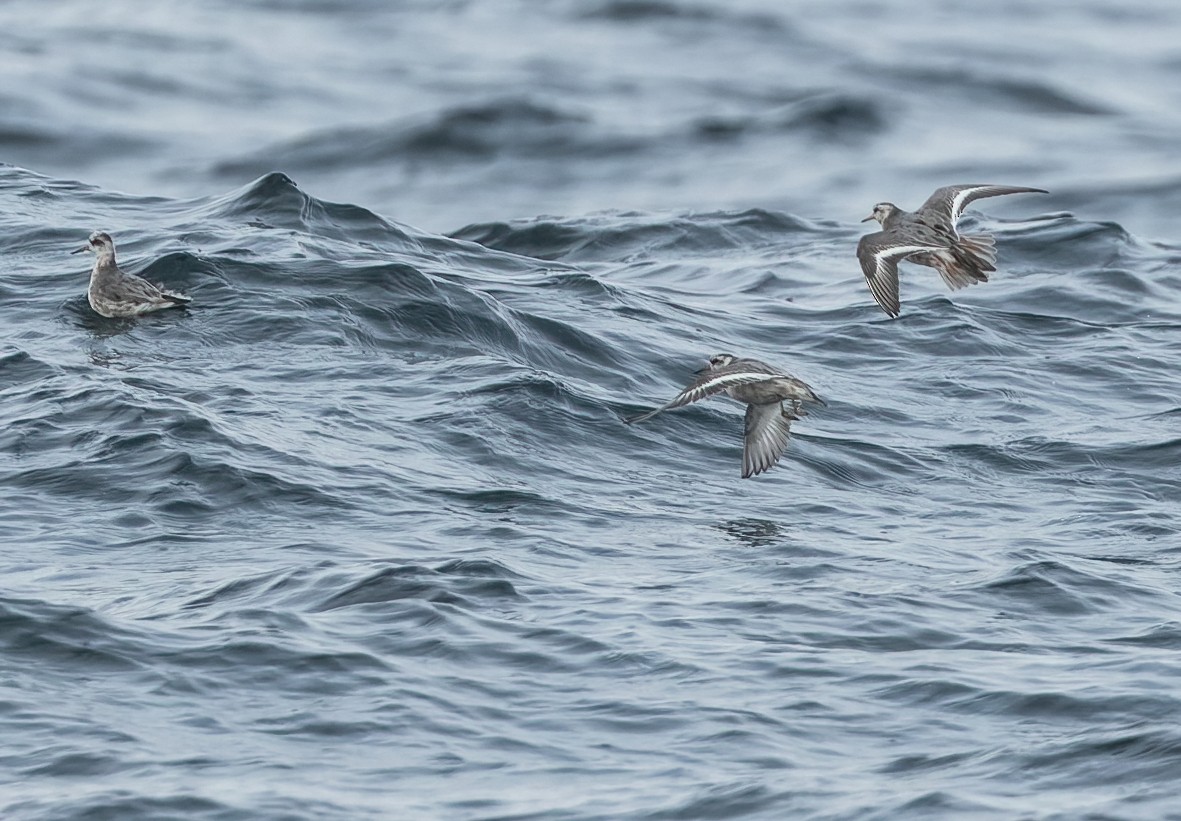 Red Phalarope - Joachim Bertrands