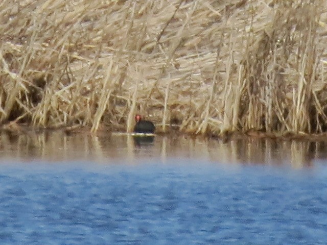 Common Gallinule - ML431626631