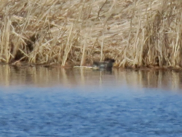 Common Gallinule - ML431626721