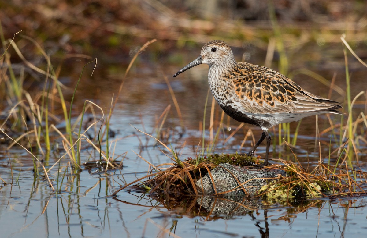 ML43162701 - Dunlin - Macaulay Library