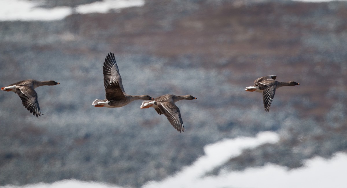 Tundra Bean-Goose - ML43162711