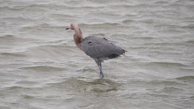 Reddish Egret - ML431627921