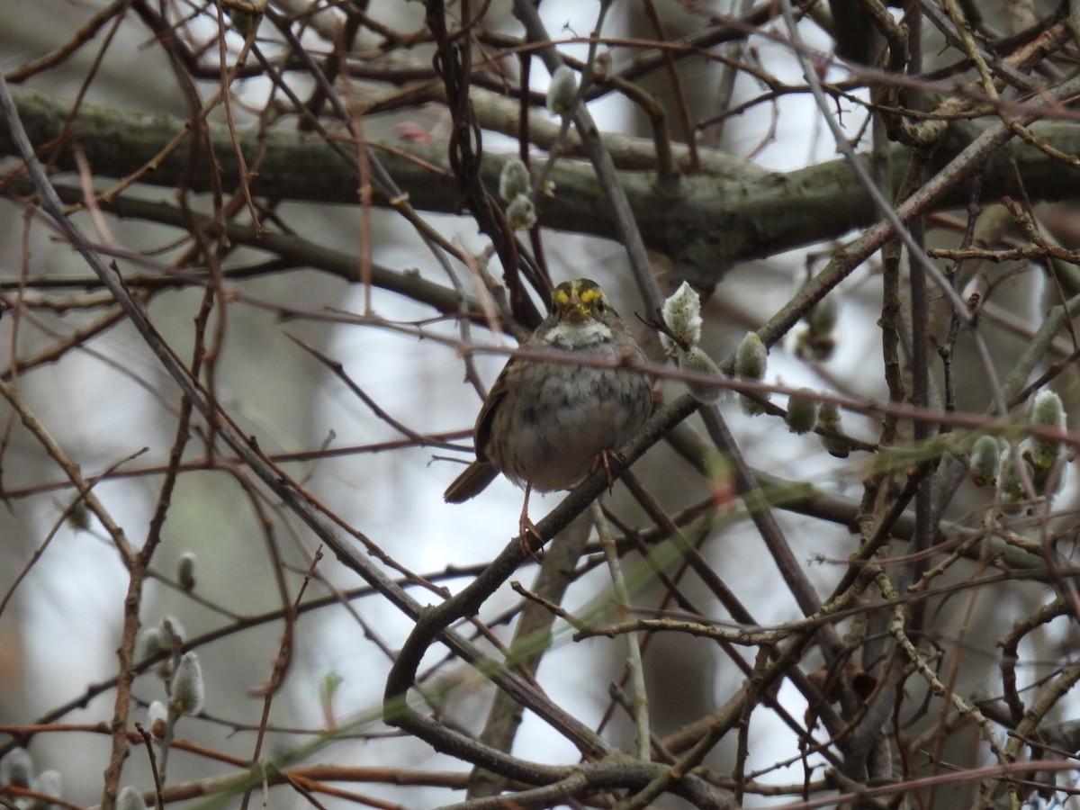 White-throated Sparrow - ML431627991