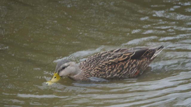 Canard brun (maculosa) - ML431628011