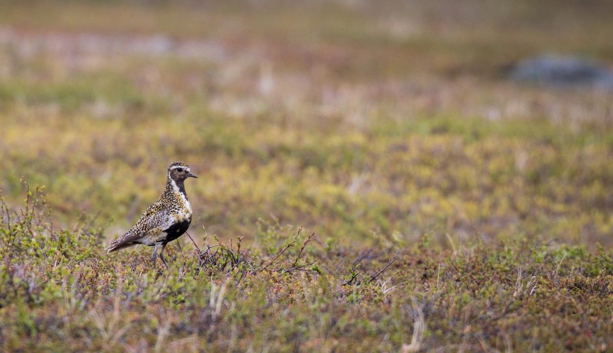 European Golden-Plover - ML43162911