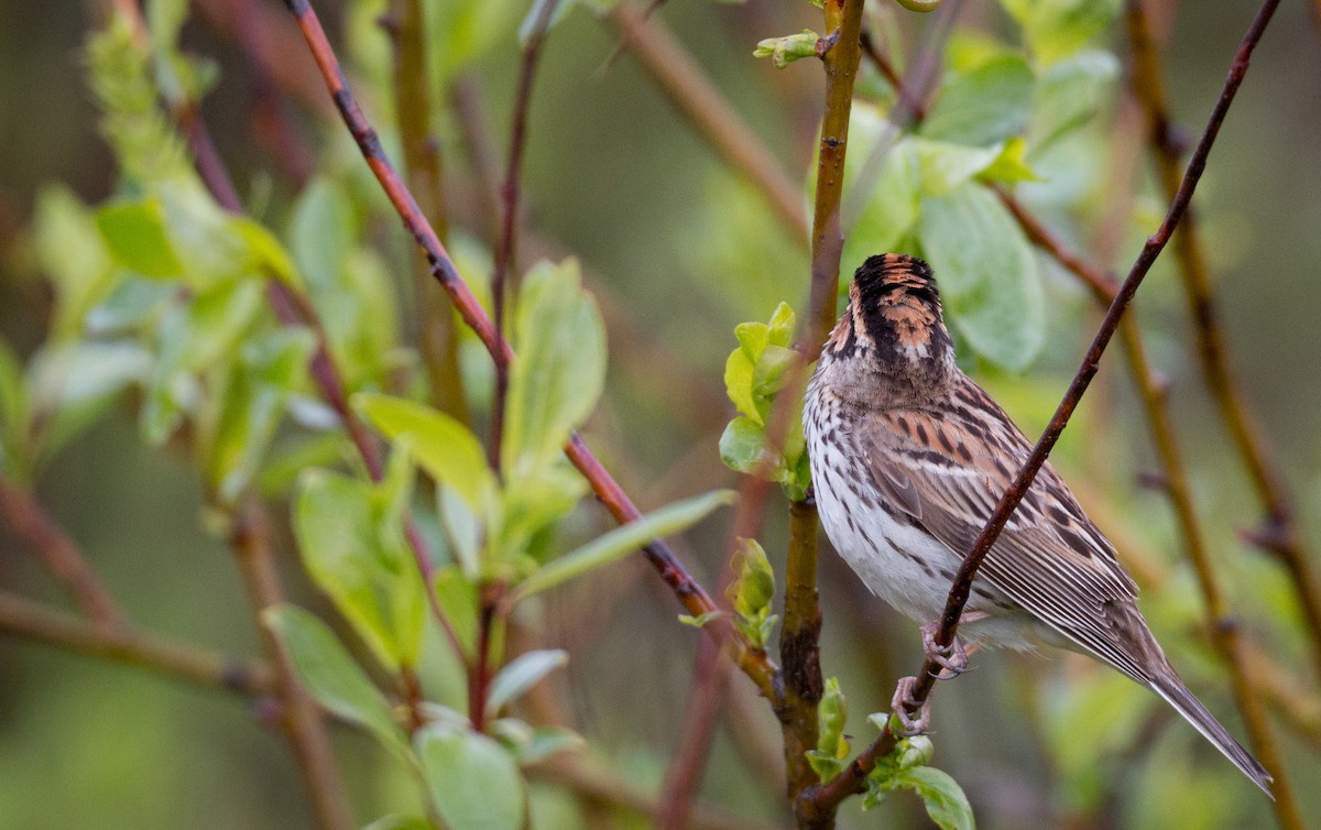 Little Bunting - Ian Davies