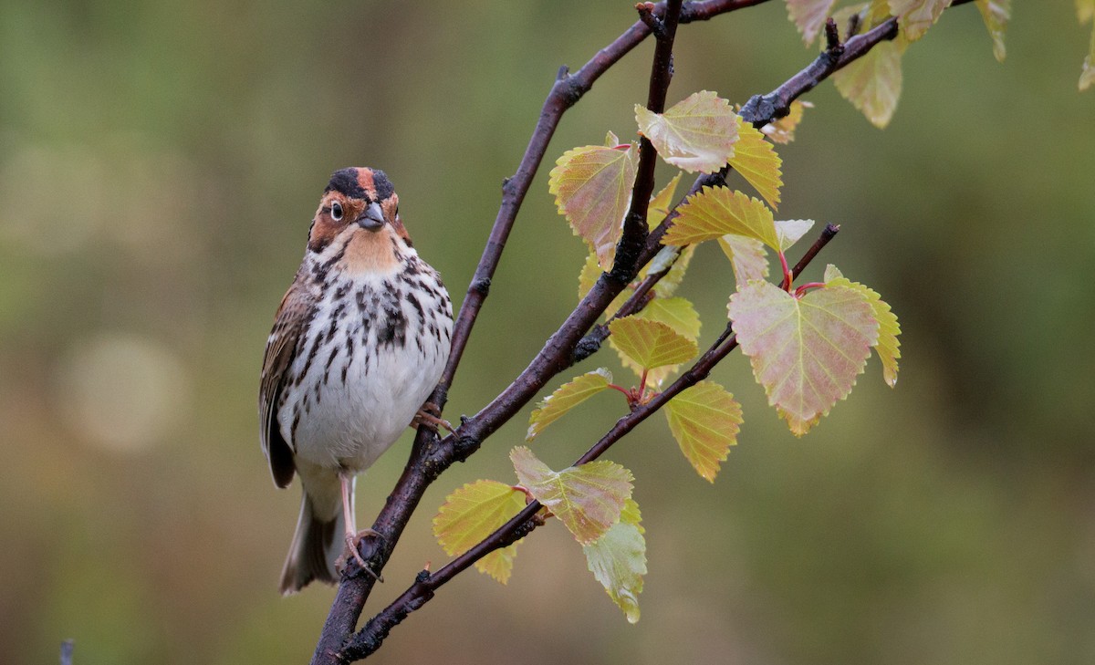 Little Bunting - Ian Davies