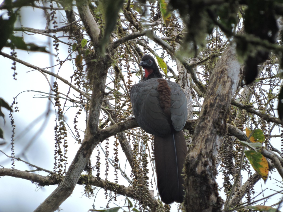 Crested Guan - Manrique Esquivel