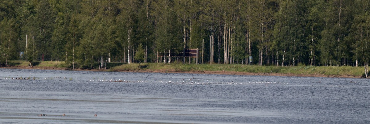 Little Gull - ML43163031