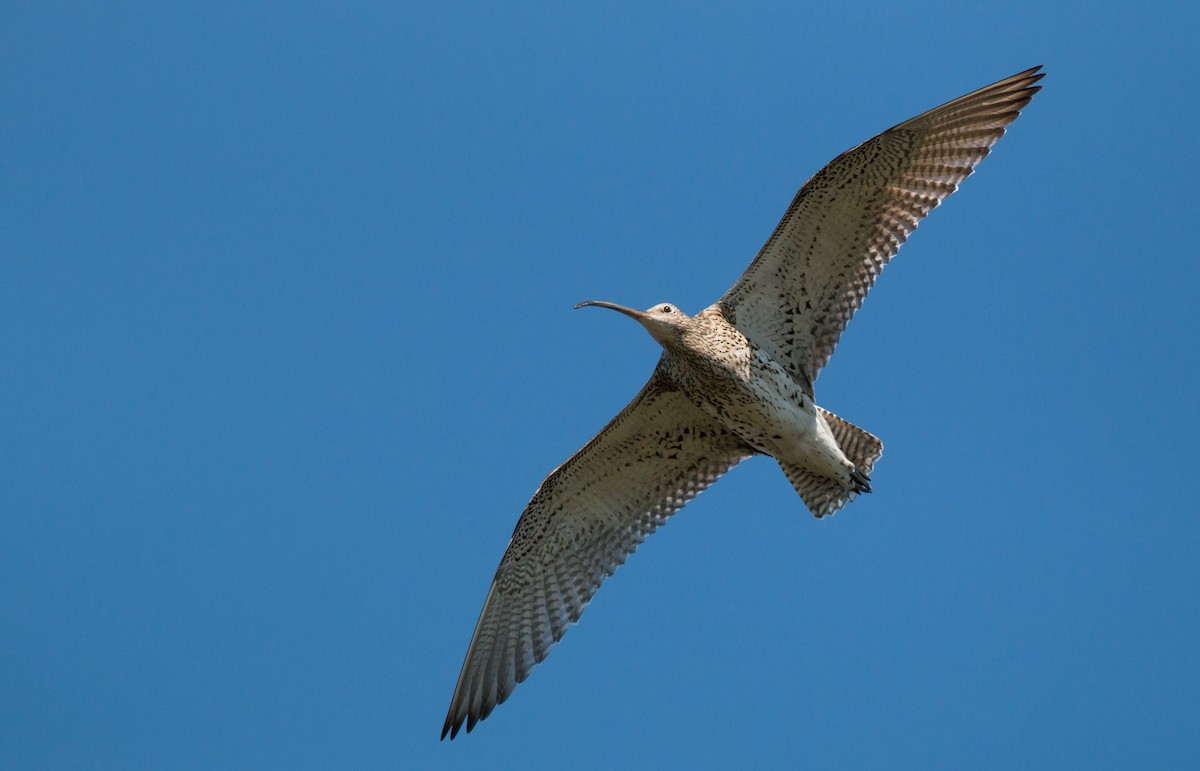 Eurasian Curlew - ML43163041