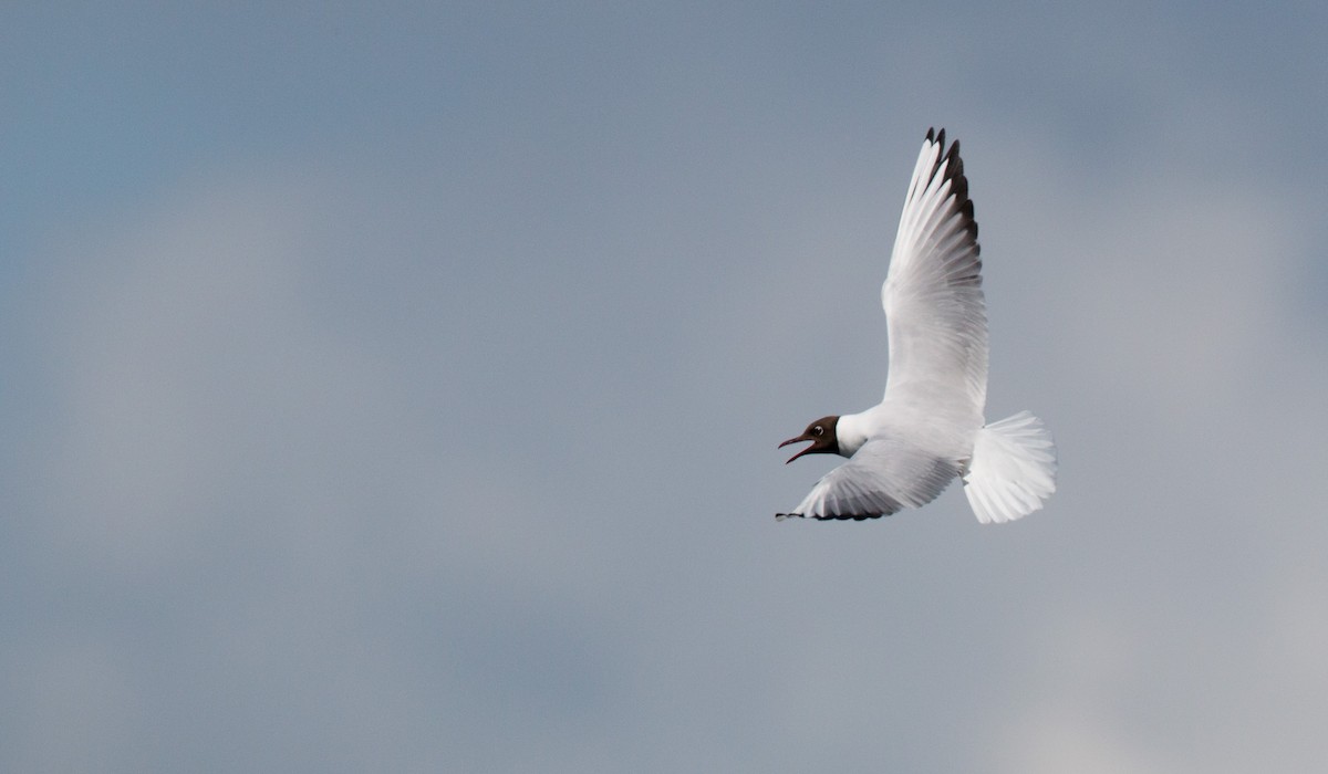 Black-headed Gull - ML43163061