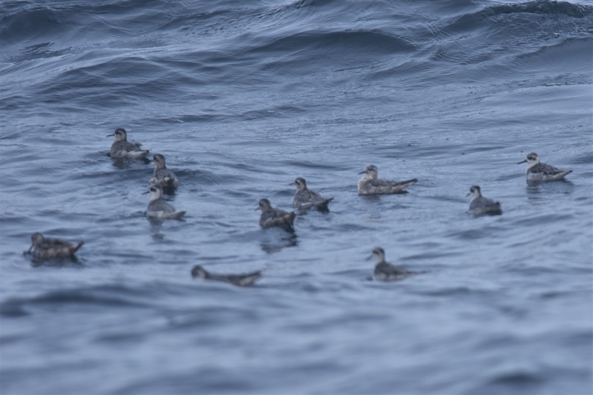 Red Phalarope - ML431630621