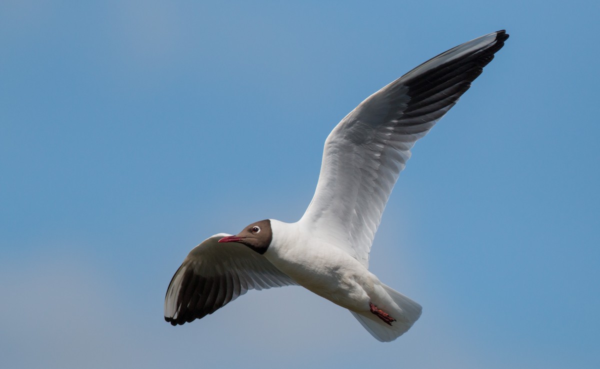 Black-headed Gull - Ian Davies