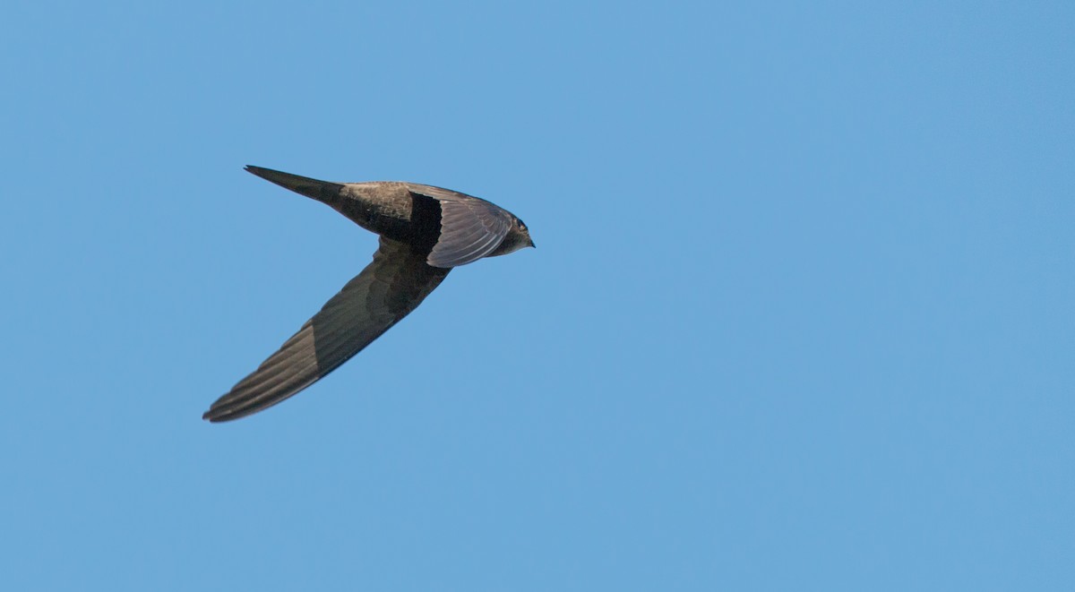 Common Swift - Ian Davies