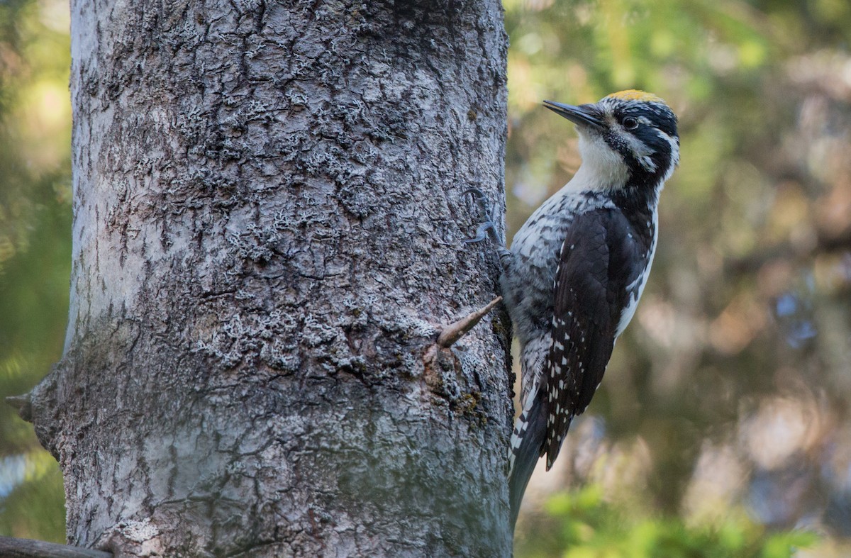 Eurasian Three-toed Woodpecker - ML43163231