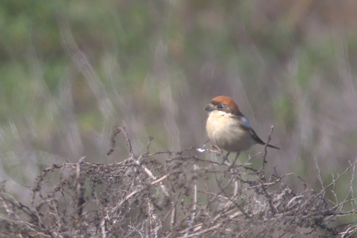 Woodchat Shrike - Luís Vieira