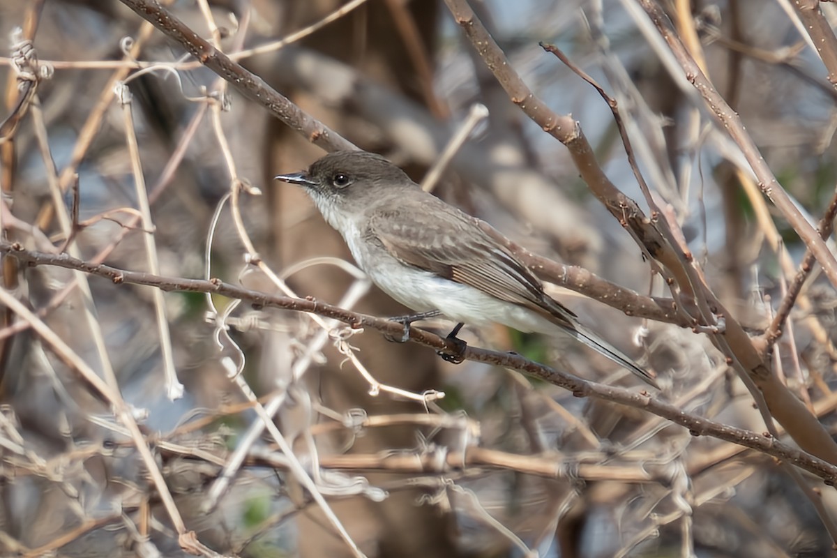 פיבי מזרחית - ML431632871