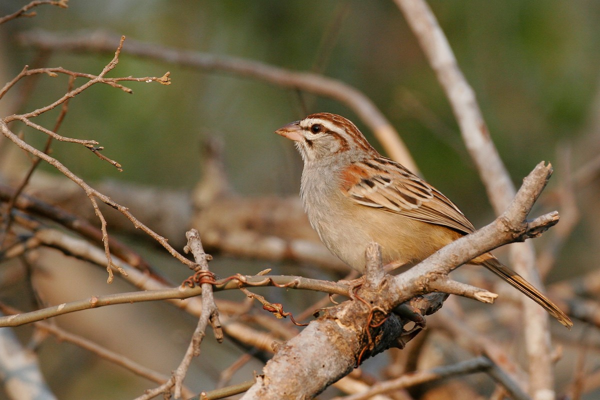 Cinnamon-tailed Sparrow - ML43163321
