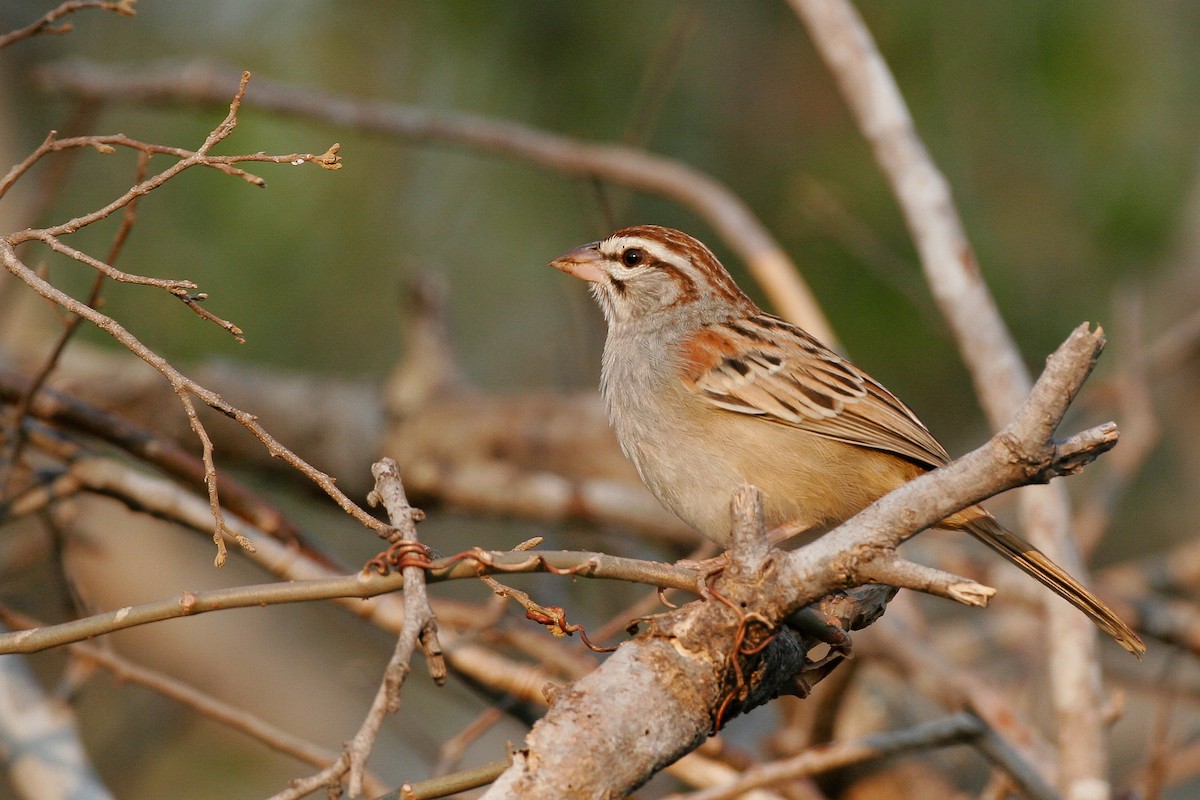 Cinnamon-tailed Sparrow - Chris Wood