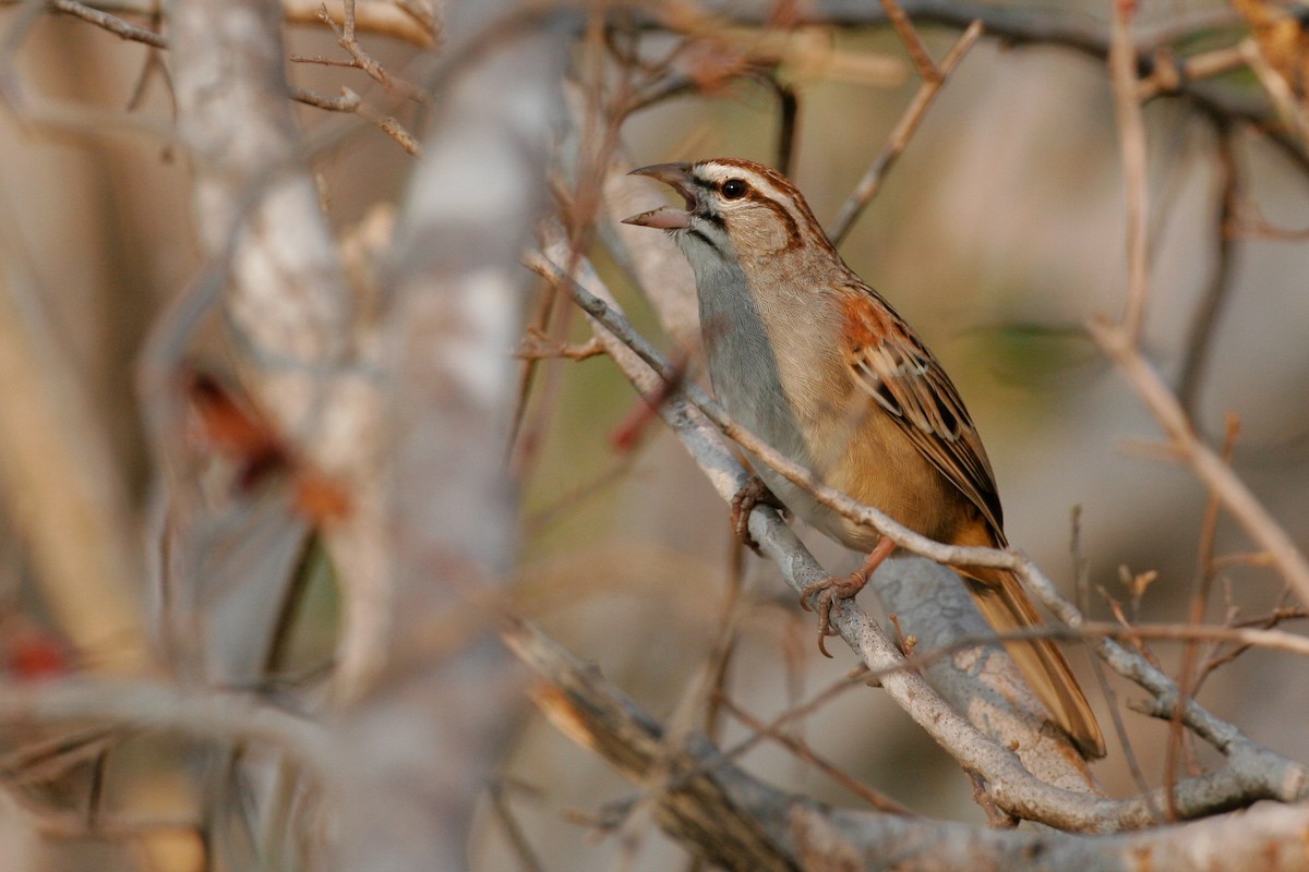 Cinnamon-tailed Sparrow - Chris Wood