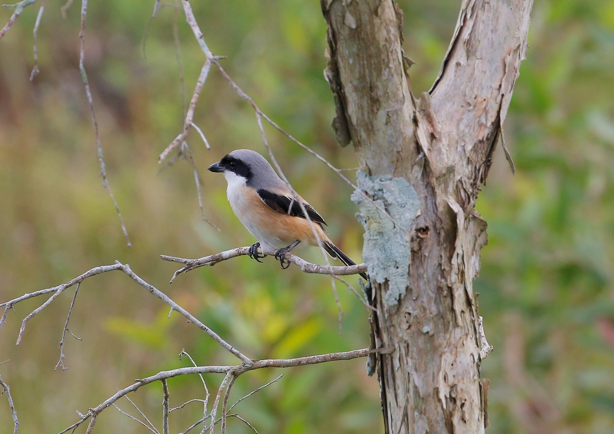 Long-tailed Shrike - ML43163481