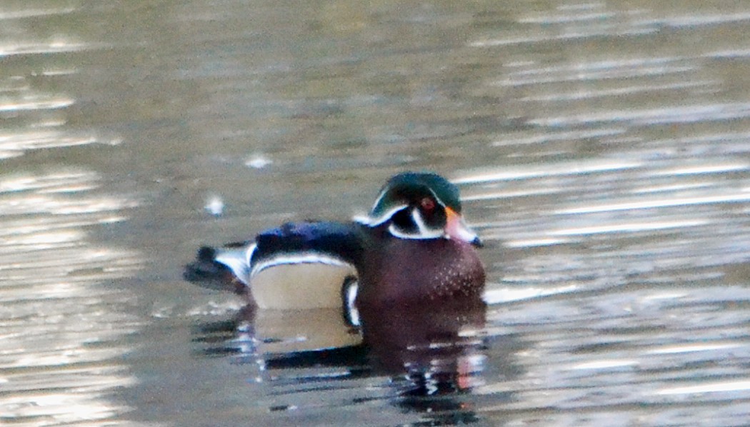 Wood Duck - ML43163491