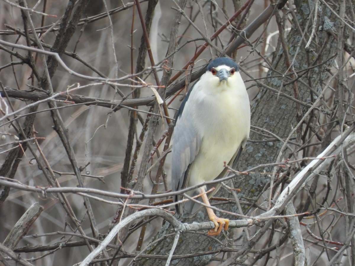 Black-crowned Night Heron - ML431635031