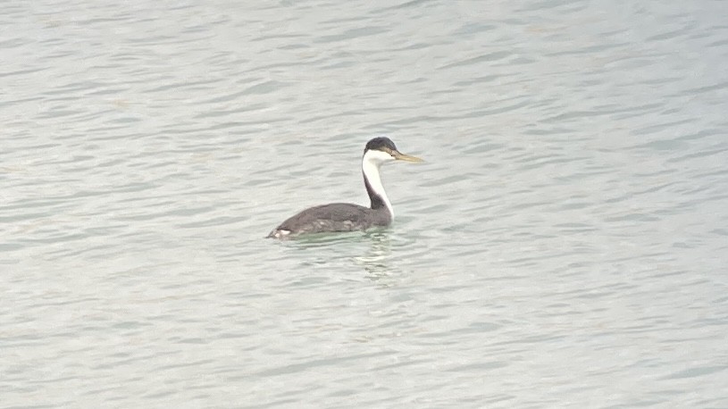 Western Grebe - Noah Khanti Steinberg