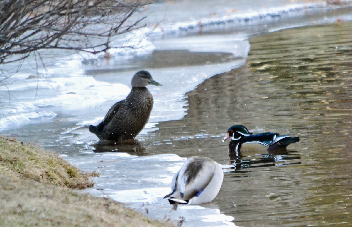 Wood Duck - ML43163511