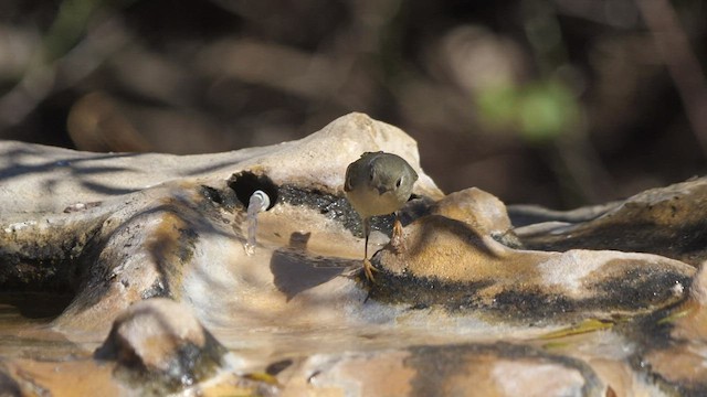 Ruby-crowned Kinglet - ML431635251