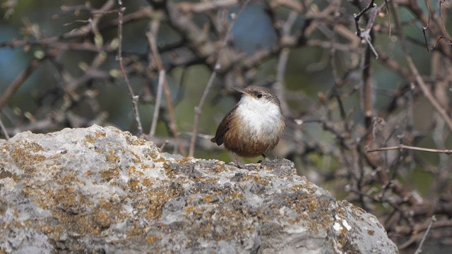 Canyon Wren - ML431635261