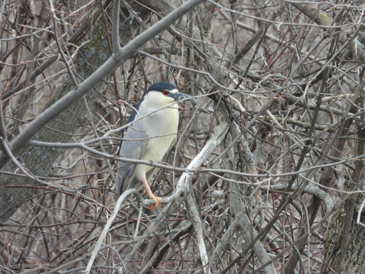 Black-crowned Night Heron - ML431635351