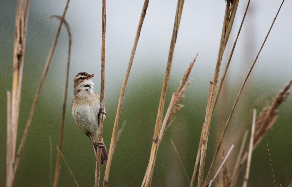 Sedge Warbler - Ian Davies