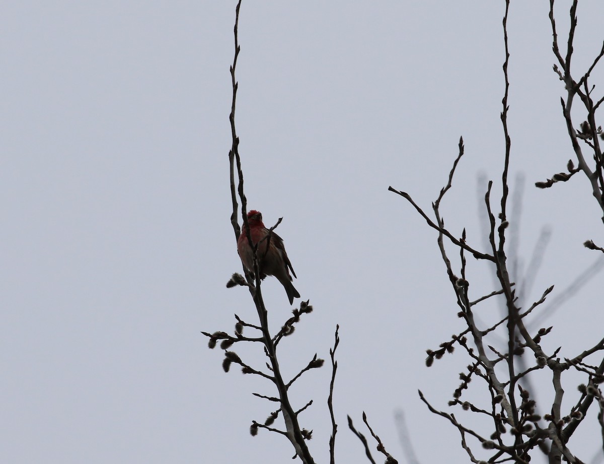 Purple Finch - ML431637091