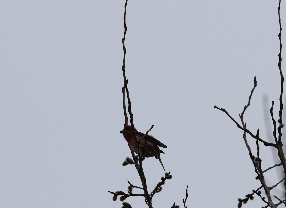 Purple Finch - ML431637241