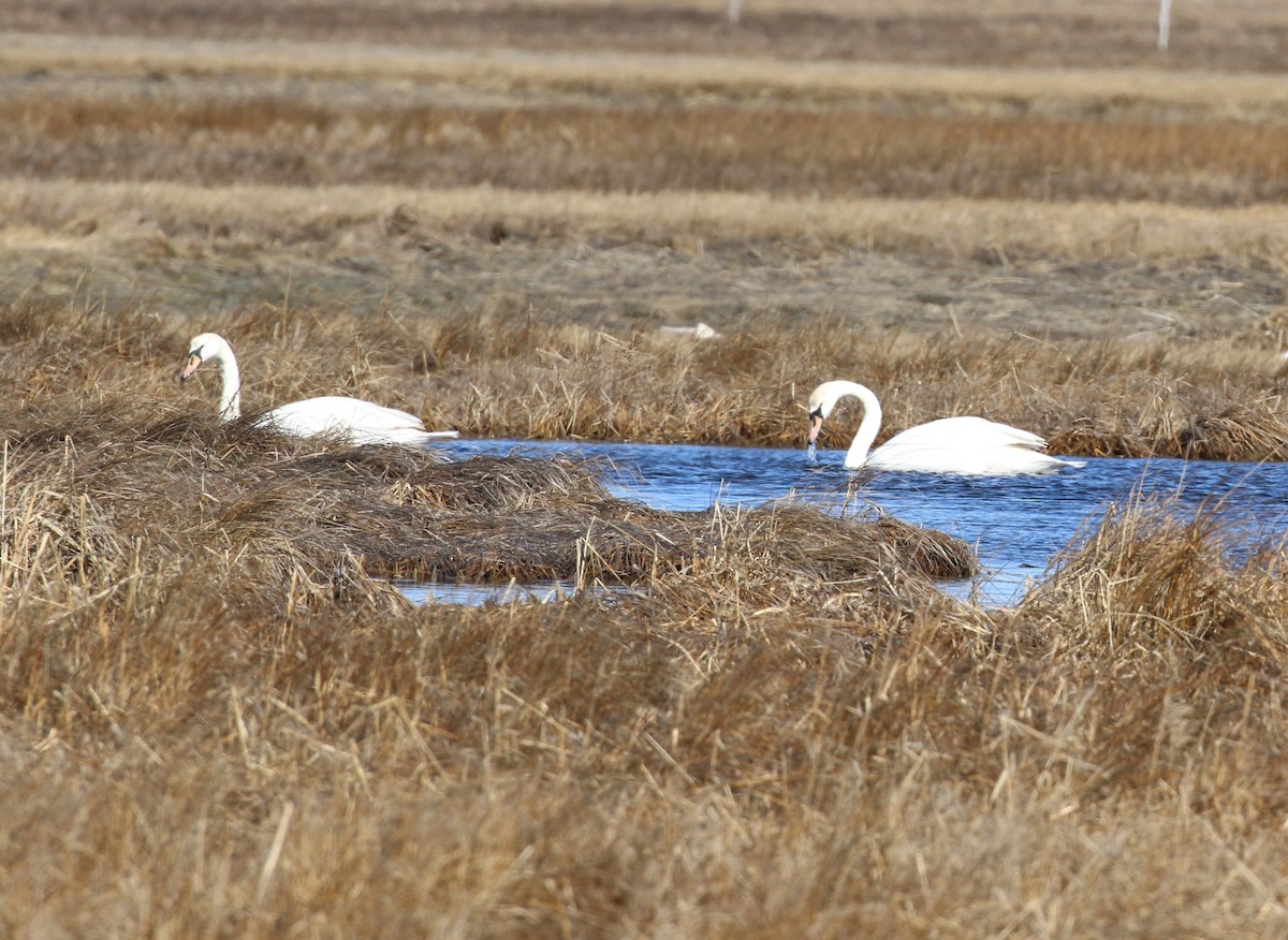 Mute Swan - Ethan Ring