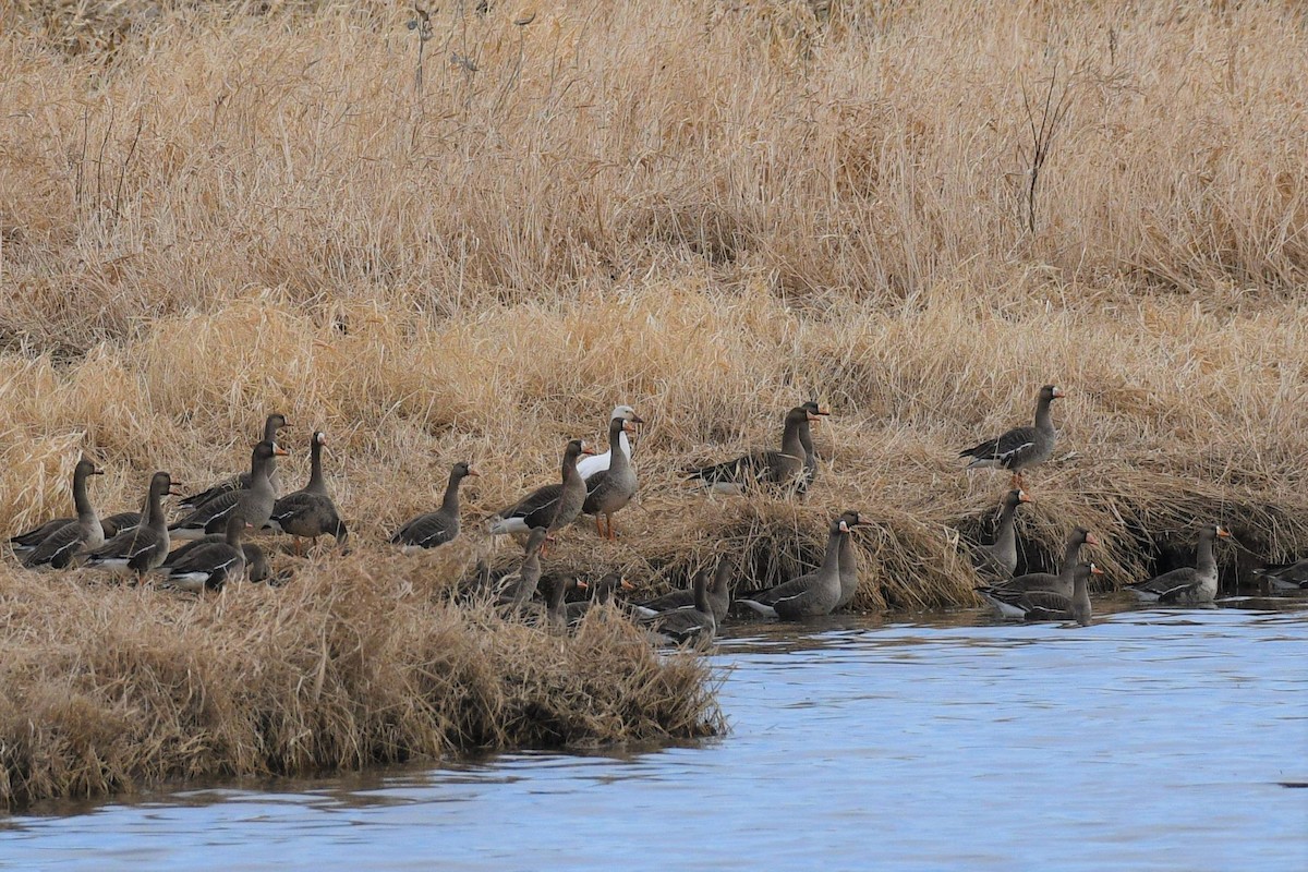 Greater White-fronted Goose - ML431638931