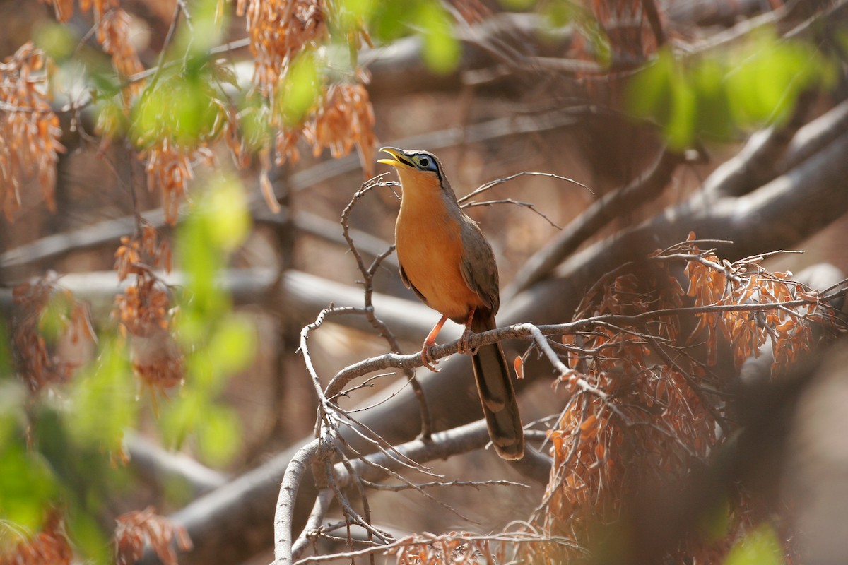 Lesser Ground-Cuckoo - Chris Wood