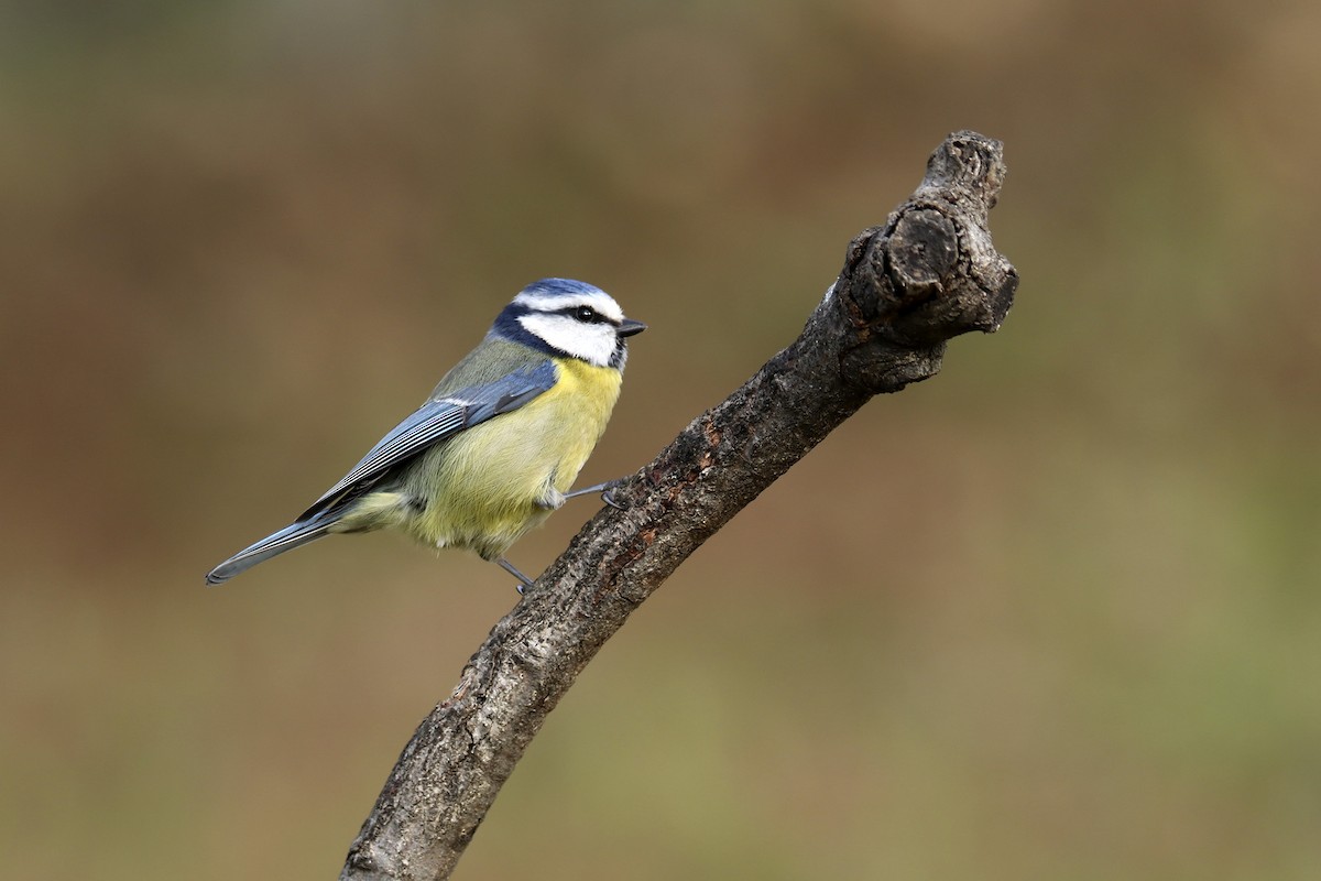 Eurasian Blue Tit - ML431639401