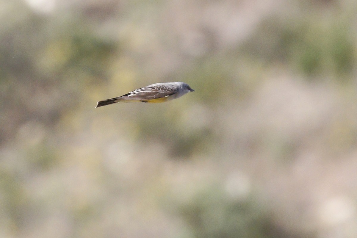 Cassin's Kingbird - ML431639531