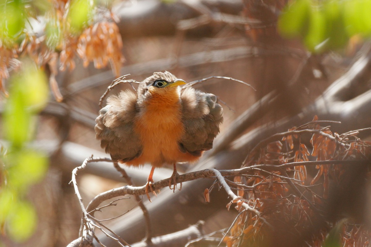 Lesser Ground-Cuckoo - Chris Wood