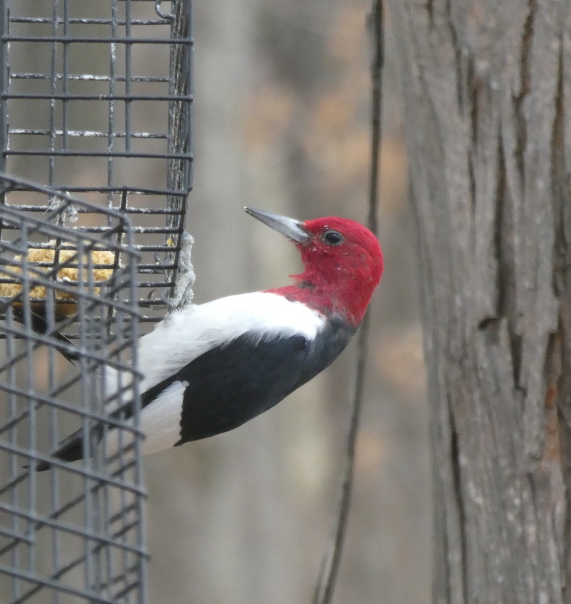 Red-headed Woodpecker - ML431639751