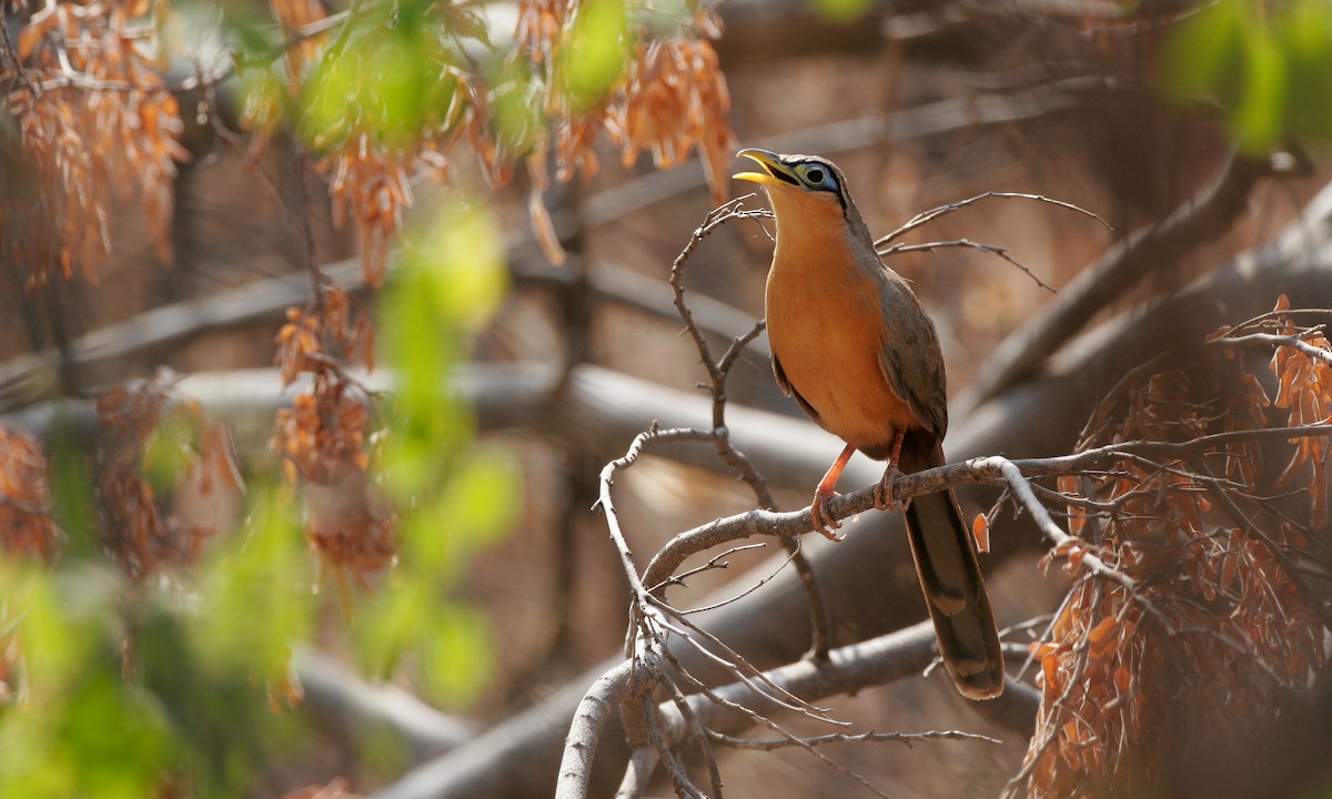 Lesser Ground-Cuckoo - Chris Wood