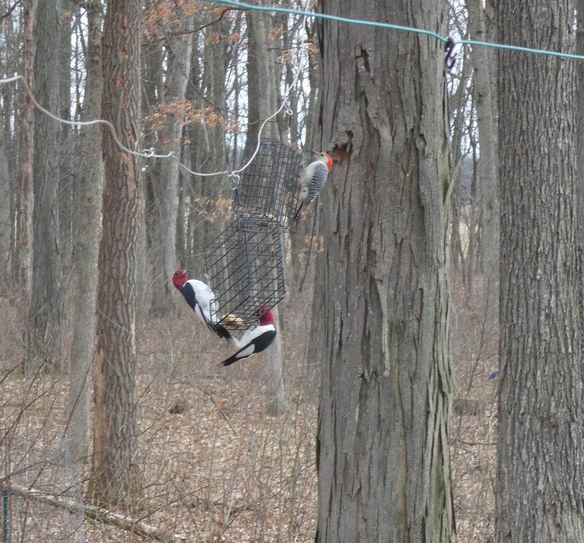 Red-headed Woodpecker - ML431639891